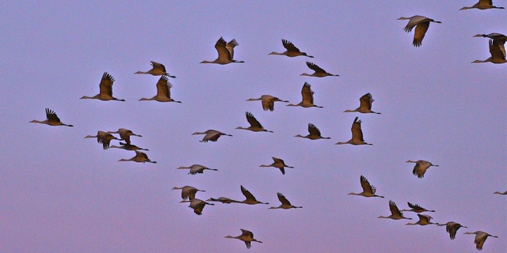Week-end nature sauvage au lac du Der : suivez les oiseaux migrateurs
